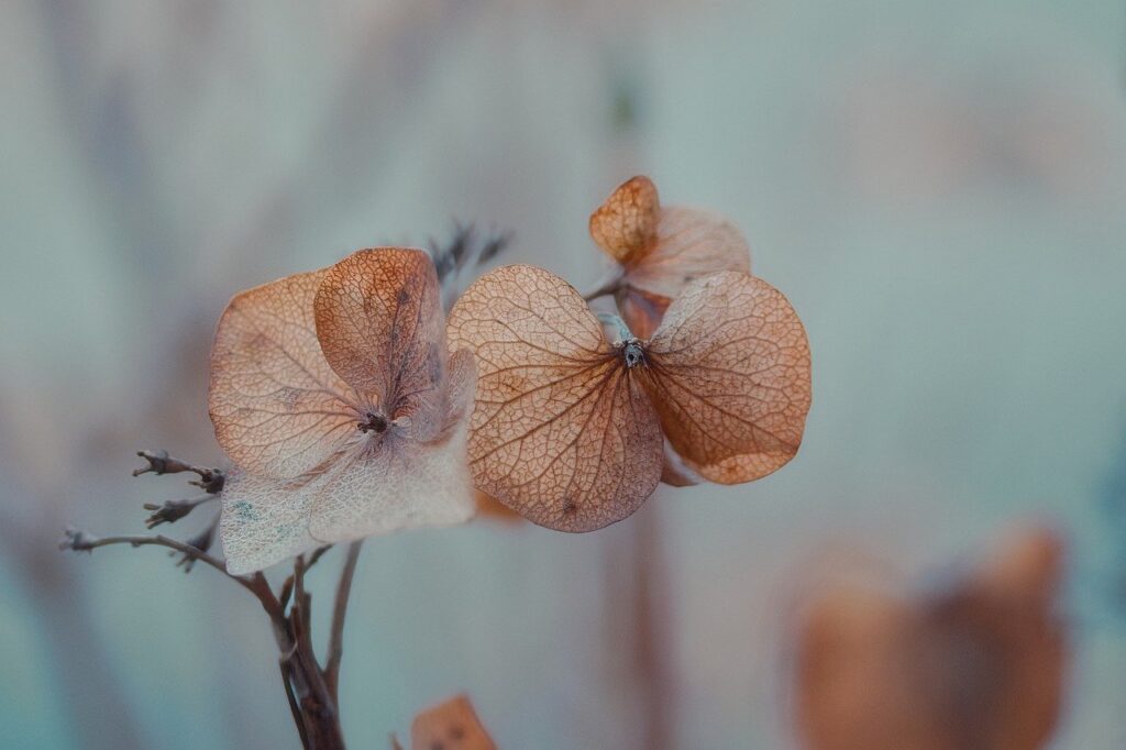 hydrangeas, wilted, flower background-8519528.jpg